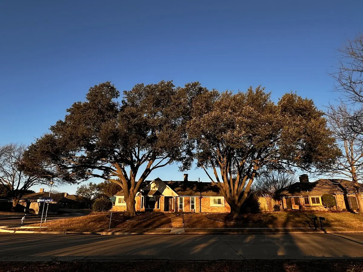Established residential canopy tree shading a home in Corinne